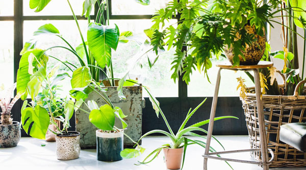 اصول نگهداری گلهای آپارتمانی